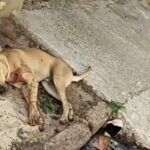 Screenshot_20251103_111212_Video-Player