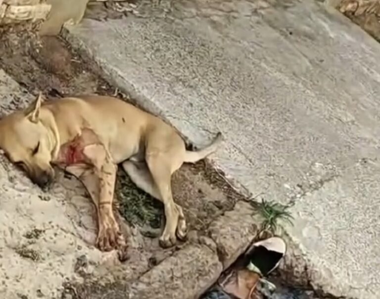 Screenshot_20251103_111212_Video-Player