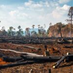 ilustracao-desmatamento-ilegal-prejuizo